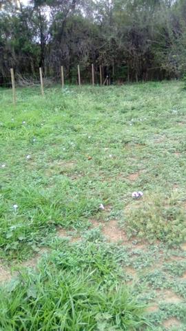 Lote Pantanal