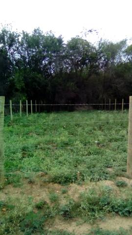 Lote Pantanal