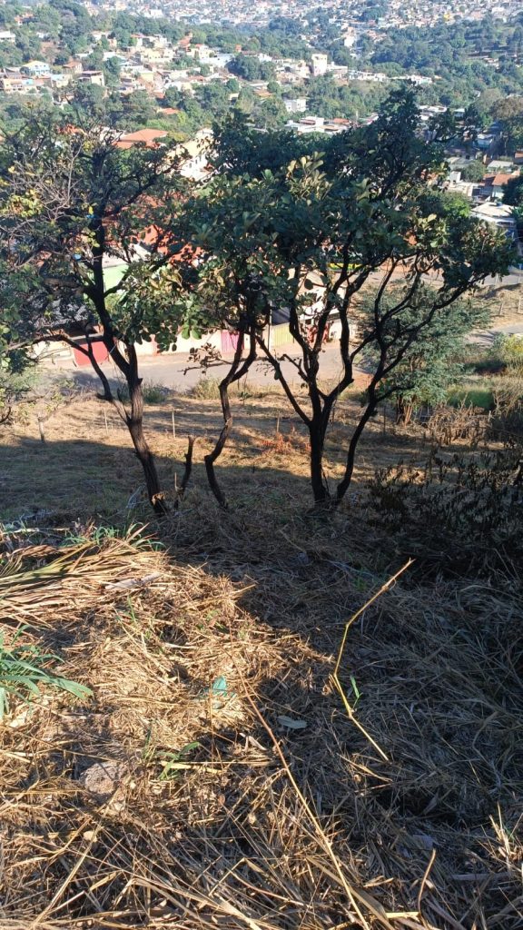 Vendo Lote em São José da Lapa – MG